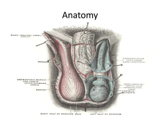 Anatomy
 