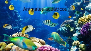 Animales acuáticos
 