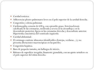  Cavidad torácica:
 Adherencias pleuro-pulmonares leves en el polo superior de la cavidad derecha.
 Congestión y edema pulmonar.
 Cardiomegalia; corazón de 630 g, con epicardio graso.Arteriosclerosis
calcificada de las coronarias, moderada a severa en la circunfleja y en la
descendente posterior, ligera en las coronarias derecha y descendente anterior.
Hipertrofia concéntrica del ventrículo izquierdo.
 Cavidad abdominal:
 El estómago contiene alimentos identificables (lentejas, verduras...) y no
presenta alteraciones macroscópicas en las paredes.
 Congestión hepática.
 Bazo de pequeño tamaño, sin hallazgos de interés.
 Riñones de superficie irregular, finamente granulada, con un quiste urinífero en
el polo superior del riñón derecho.
 