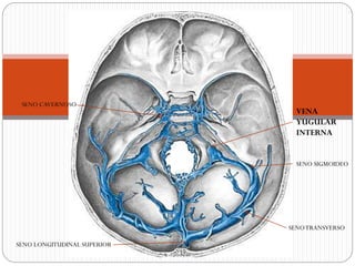 SENOTRANSVERSO
SENO SIGMOIDEO
SENO CAVERNOSO
VENA
YUGULAR
INTERNA
SENO LONGITUDINAL SUPERIOR
 