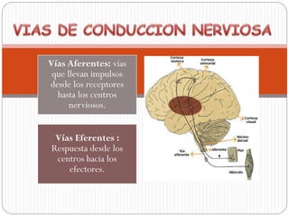 Vías Aferentes: vías
que llevan impulsos
desde los receptores
hasta los centros
nerviosos.
Vías Eferentes :
Respuesta desde los
centros hacia los
efectores.
 