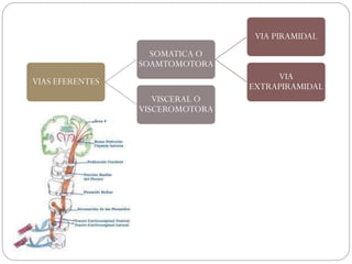 VIAS EFERENTES
SOMATICA O
SOAMTOMOTORA
VIA PIRAMIDAL
VIA
EXTRAPIRAMIDAL
VISCERAL O
VISCEROMOTORA
 