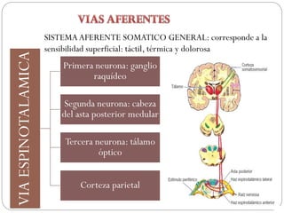 VIAESPINOTALAMICA
Primera neurona: ganglio
raquídeo
Segunda neurona: cabeza
del asta posterior medular
Tercera neurona: tálamo
óptico
Corteza parietal
SISTEMAAFERENTE SOMATICO GENERAL: corresponde a la
sensibilidad superficial: táctil, térmica y dolorosa
 