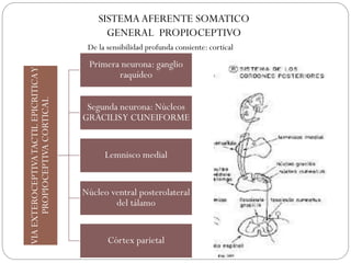 SISTEMA AFERENTE SOMATICO
GENERAL PROPIOCEPTIVOVIAEXTEROCEPTIVATACTILEPICRITICAY
PROPIOCEPTIVACORTICAL
Primera neurona: ganglio
raquídeo
Segunda neurona: Núcleos
GRACILISY CUNEIFORME
Lemnisco medial
Núcleo ventral posterolateral
del tálamo
Córtex parietal
De la sensibilidad profunda consiente: cortical
 