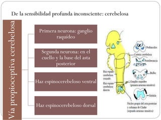 Víapropioceptivacerebelosa
Primera neurona: ganglio
raquídeo
Segunda neurona: en el
cuello y la base del asta
posterior
Haz espinocerebeloso ventral
Haz espinocerebeloso dorsal
De la sensibilidad profunda inconsciente: cerebelosa
 