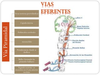 VíaPiramidal
Áreas motoras prerrolándicas
Capsula interna
Pedúnculos cerebrales
mesencéfalo
Protuberancia: donde se
desfleca
Bulbo: formando las
pirámides bulbares
Segunda neurona : se
encuentra en el asta anterior
medular
 