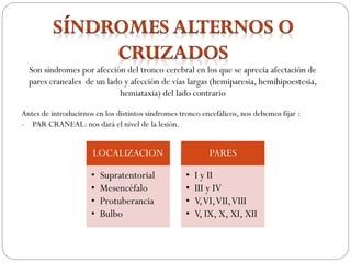 Son síndromes por afección del tronco cerebral en los que se aprecia afectación de
pares craneales de un lado y afección de vías largas (hemiparesia, hemihipoestesia,
hemiataxia) del lado contrario
Antes de introducirnos en los distintos síndromes tronco encefálicos, nos debemos fijar :
- PAR CRANEAL: nos dará el nivel de la lesión.
LOCALIZACION
• Supratentorial
• Mesencéfalo
• Protuberancia
• Bulbo
PARES
• I y II
• III y IV
• V,VI,VII,VIII
• V, IX, X, XI, XII
 