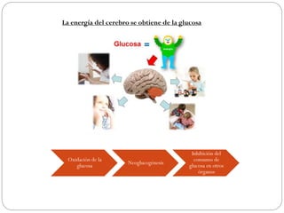 Oxidación de la
glucosa
Neoglucogénesis
Inhibición del
consumo de
glucosa en otros
órganos
La energía del cerebro se obtiene de la glucosa
 