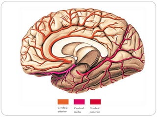 Cerebral
anterior
Cerebral
media
Cerebral
posterior
 