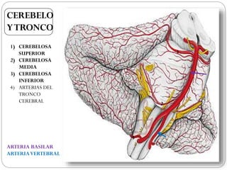 CEREBELO
YTRONCO
1) CEREBELOSA
SUPERIOR
2) CEREBELOSA
MEDIA
3) CEREBELOSA
INFERIOR
4) ARTERIAS DEL
TRONCO
CEREBRAL
1
2
3
4
ARTERIA BASILAR
ARTERIAVERTEBRAL
 