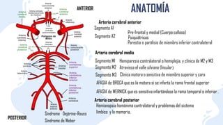 ANATOMÍA
Arteria cerebral media
ANTERIOR
POSTERIOR
Segmento A1
Segmento A2
Pre-frontal y medial (Cuerpo calloso)
Psiquiátricas
Parestia o parálisis de miembro inferior contralateral
Arteria cerebral anterior
Segmento M1
Segmento M2
Segmento M3
Hemiparesia contralateral o hemiplejia, y clínica de M2 y M3
Atraviesa el valle silviano (Insular)
AFASIA de BROCA que es la motora si se infarta la rama frontal superior
AFASIA de WERNICK que es sensitiva infartándose la rama temporal o inferior .
Clínica motora o sensitiva de miembro superior y cara
Arteria cerebral posterior
Hemianopsia homónima contralateral y problemas del sistema
límbico y la memoria.
Síndrome Dejérine-Rouss
Síndrome de Weber
 