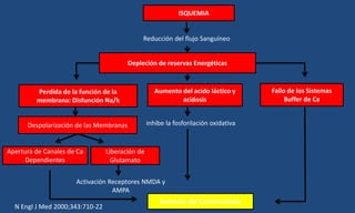 ISQUEMIA
Reducción del flujo Sanguíneo
Depleción de reservas Energéticas
Perdida de la función de la
membrana: Disfunción Na/k
Aumento del acido láctico y
acidosis
Despolarización de las Membranas
Apertura de Canales de Ca
Dependientes
Liberación de
Glutamato
Activación Receptores NMDA y
AMPA
inhibe la fosforilación oxidativa
Fallo de los Sistemas
Buffer de Ca
Aumento del Ca Intracelular
N Engl J Med 2000;343:710-22
 