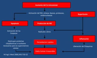 Aumento del Ca intracelular
Activación del NO, sintasa, lipasas, proteasas,
endonucleasas
Producción de NO
Radicales Libres
Peroxidacion Lipídica
Apoptosis
Activación de las
Caspasas
Destruyen proteínas
citoplásmicas o nucleares
necesarias para la supervivencia
celular.
Reperfusión
Inflamación
Liberación de Citoquinas
Daño Celular Irreversible
N Engl J Med 2000;343:710-22
 
