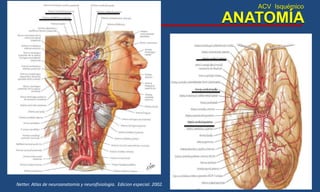 ACV Isquémico
ANATOMÍA
Netter. Atlas de neuroanatomia y neurofisiologia. Edicion especial. 2002.
 