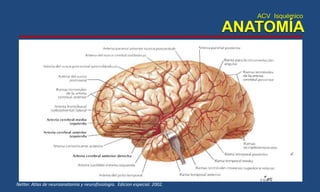 ANATOMÍA
ACV Isquémico
Netter. Atlas de neuroanatomia y neurofisiologia. Edicion especial. 2002.
 