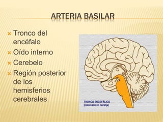 ARTERIA BASILAR
 Tronco del
encéfalo
 Oído interno
 Cerebelo
 Región posterior
de los
hemisferios
cerebrales
 