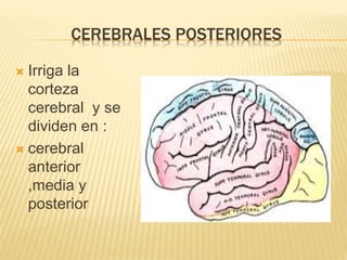 CEREBRALES POSTERIORES
 Irriga la
corteza
cerebral y se
dividen en :
 cerebral
anterior
,media y
posterior
 