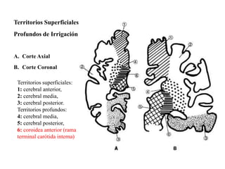 Territorios Superficiales y 
Profundos de Irrigación Cerebral 
A. Corte Axial 
B. Corte Coronal 
Territorios superficiales: 
1: cerebral anterior, 
2: cerebral media, 
3: cerebral posterior. 
Territorios profundos: 
4: cerebral media, 
5: cerebral posterior, 
6: coroidea anterior (rama 
terminal carótida interna) 
 