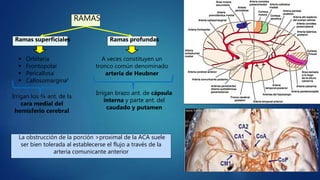RAMAS
Ramas superficiales Ramas profundas
 Orbitaria
 Frontopolar
 Pericallosa
 Callosomarginal
A veces constituyen un
tronco común denominado
arteria de Heubner
Irrigan los ¾ ant. de la
cara medial del
hemisferio cerebral
Irrigan brazo ant. de cápsula
interna y parte ant. del
caudado y putamen
La obstrucción de la porción >proximal de la ACA suele
ser bien tolerada al establecerse el flujo a través de la
arteria comunicante anterior
 