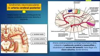 Síndromes neurovasculares
de arteria cerebral posterior
Arteria basilar termina constituyendo las
arterias cerebrales posteriores derecha e
izquierda.
Arteria cerebral posterior se dirige hacia fuera y atrás,
rodeando el pedúnculo cerebral y mesencéfalo y
situándose por encima del tentorio, hasta llegar a la
cisura calcarina, donde termina.
 