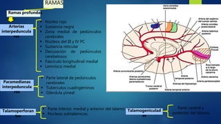 RAMAS
Ramas profundas
Arterias
interpeduncula
res
 Núcleo rojo
 Sustancia negra
 Zona medial de pedúnculos
cerebrales
 Núcleos del III y IV PC
 Sustancia reticular
 Decusación de pedúnculos
cerebelosos
 Fascículo longitudinal medial
 Lemnisco medial
Paramedianas
interpeduncula
res
 Parte lateral de pedúnculos
cerebrales
 Tubérculos cuadrigéminos
 Glándula pineal
Talamoperforan
tes
 Parte inferior, medial y anterior del tálamo
 Núcleos subtalámicos.
Talamogeniculad
as
Parte central y
posterior del tálamo
 