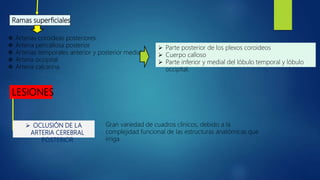 Ramas superficiales
 Arterias coroideas posteriores
 Arteria pericallosa posterior
 Arterias temporales anterior y posterior mediales
 Arteria occipital
 Arteria calcarina.
 Parte posterior de los plexos coroideos
 Cuerpo calloso
 Parte inferior y medial del lóbulo temporal y lóbulo
occipital.
LESIONES
 OCLUSIÓN DE LA
ARTERIA CEREBRAL
POSTERIOR
Gran variedad de cuadros clínicos, debido a la
complejidad funcional de las estructuras anatómicas que
irriga.
 