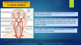 Síndromes neurovasculares
de arteria vertebral
Ambas arterias vertebrales se originan en la primera porción
de las arterias subclavias.
Se dirigen hacia atrás y hacia arriba y se dirigen hacia cráneo a
través de agujeros transversos de vértebras cervicales incluido
el axis. Atraviesan duramadre y penetran cráneo a través del
agujero occipital.
Tras rodear el bulbo por su parte anterolateral, se fusionan
para formar la arteria basilar.
Las lesiones isquémicas del territorio de arterias vertebrales se deben fundamentalmente a
aterosclerosis, localizada con >fcia en su origen y en la proximidad de su confluencia en la arteria
basilar.
 