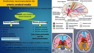 Síndromes neurovasculares de
arteria cerebral media
Rama más voluminosa de la arteria carótida interna.
ORIGEN: cara medial del
lóbulo temporal
Ramas superficiales
 Corteza cerebral del lóbulo
frontal
 Ínsula
 Lóbulo parietal
 Lóbulo temporal
Ramas profundas
 Cápsula interna
 Núcleo caudado
 Núcleo lenticular
(Las ramas profundas
son las
Ienticuloestriadas)
 La temporal anterior tiene un origen variable, a menudo
antes de la bifurcación.
 La arteria coroidea anterior nace de la carótida interna
aunque puede originarse en la arteria cerebral media.
Variaciones anatómicas:
 