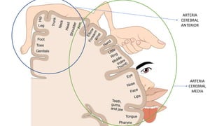 ARTERIA
CEREBRAL
MEDIA
ARTERIA
CEREBRAL
ANTERIOR
 