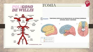 ANATOMIA
 