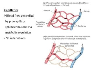 10
10
Capillaries
Blood flow controlled
by pre-capillary
sphincter muscles via
metabolic regulation
- No innervations
 