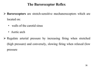  Baroreceptors are stretch-sensitive mechanoreceptors which are
located on:
• walls of the carotid sinus
• Aortic arch
 Regulate arterial pressure by increasing firing when stretched
(high pressure) and conversely, slowing firing when relaxed (low
pressure
36
The Baroreceptor Reflex
 