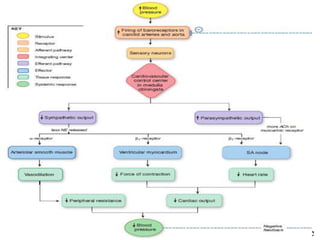 39
Regulation of Blood Pressure
Figure The baroreceptor reflex: the response to increased blood pressure
 