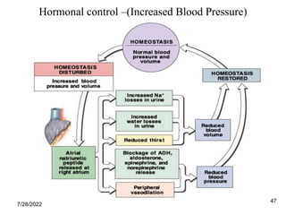 47
Hormonal control –(Increased Blood Pressure)
7/28/2022
 