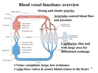 5
Blood vessel functions: overview
Strong and elastic arteries
Arterioles control blood flow
and pressure
Capillaries: thin and
with large area for
diffusional exchange
Veins: compliant, large, low resistance
veins have valves & assure blood return to the heart
 