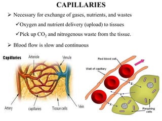 9
 Necessary for exchange of gases, nutrients, and wastes
Oxygen and nutrient delivery (upload) to tissues
Pick up CO2 and nitrogenous waste from the tissue.
 Blood flow is slow and continuous
CAPILLARIES
 