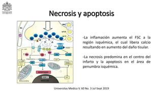 Necrosis y apoptosis
-La inflamación aumenta el FSC a la
región isquémica, el cual libera calcio
resultando en aumento del daño tisular.
-La necrosis predomina en el centro del
infarto y la apoptosis en el área de
penumbra isquémica.
Universitas Medica V. 60 No. 3 Jul-Sept 2019
 