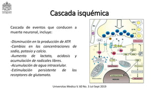 Cascada isquémica
Cascada de eventos que conducen a
muerte neuronal, incluye:
-Disminución en la producción de ATP.
-Cambios en las concentraciones de
sodio, potasio y calcio.
-Aumento de lactato, acidosis y
acumulación de radicales libres.
-Acumulación de agua intracelular.
-Estimulación persistente de los
receptores de glutamato.
Universitas Medica V. 60 No. 3 Jul-Sept 2019
 