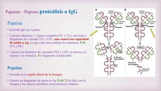Papaina – Pepsina proteólisis a IgG
Papaina
• Escinde IgG en 3 partes:
• 2 piezas idénticas:1 c.ligera completa (VL y CL), asociada a
fragmento de c.pesada VH y CH1, aun conservan capacidad
de unión a Ag, ya que cada una contiene los dominios Fab
(VL y HL)
• 1 pieza con dominios de c.pesada CH2 y CH3, se asocia a si
misma y se cristaliza, Fc fragmento cristalizable
Pepsina
• Escinde en la región distal de la bisagra
• Genera un fragmento de unión al Ag F(ab’)2 de IgG con la
bisagra y los enlaces disulfuro intercatenarios intactos.
 
