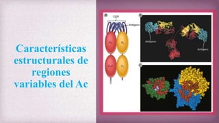 Características
estructurales de
regiones
variables del Ac
 