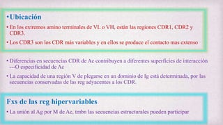 •Ubicación
• En los extremos amino terminales de VL o VH, están las regiones CDR1, CDR2 y
CDR3.
• Los CDR3 son los CDR más variables y en ellos se produce el contacto mas extenso
• Diferencias en secuencias CDR de Ac contribuyen a diferentes superficies de interacción
---O especificidad de Ac
• La capacidad de una región V de plegarse en un dominio de Ig está determinada, por las
secuencias conservadas de las reg adyacentes a los CDR.
Fxs de las reg hipervariables
• La unión al Ag por M de Ac, tmbn las secuencias estructurales pueden participar
 