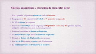 Síntesis, ensamblaje y expresión de moléculas de Ig
1. Las c.pesadas y ligeras se sintetizan en los ribosomas.
2. Luego pasan a RE, y durante este traslado se N-glucosilan las c.pesadas
3. En RE se pliegan las c.pesadas
4. Posterior su ensamblaje con las c.ligeras por chaperonas. calnexina y BiP (proteína ligadora),
aseguran su retención o envío hacia su degradación.
5. Luego del ensamblaje se liberan as chaperonas
6. Se transportan a Golgi, donde se modifican los glúcidos
7. Después se dirigen a la ⓜ plasmática en vesículas.
8. Los Acs de ⓜ formados se anclan en la ⓜ plasmática
9. La forma secretada se transporta al exterior.
 