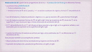 Maduración de LB a partir de los progenitores de la m.o ---O producción de M de Ig en diferentes formas.
• La primera línea prelinfocito B
• Produce polipéptidos de Ig
• Sintetiza la forma de ⓜ de la c.pesada m → se asocian a sustitutos de c.ligeras y forma el ⓡ del prelinfocito B
• Los LB inmaduros y maduros producen c.ligeras k o l, que se asocian a Ⓟ m para formar M de IgM.
• Los LB maduros expresan formas de ⓜ de IgM e IgD. Estas Ig receptoras de ⓜ sirven de ⓡ en la
superficie ⓒ que reconocen Ags e inician el proceso de activación del LB.
• El ⓡ del prelinfocito B y el ⓡ del LB para el Ag se asocian a, Iga e Igb, su fx es generar señales y son
esenciales para la expresión en la superficie de IgM e IgD.
• Cuando los linfocitos B maduros se activan por Ags y otros estímulos, las ⓒ se diferencian en ⓒ
secretoras de Acs.
Este proceso también se acompaña de cambios:
• Mayor producción de la forma secretada de Ig respecto a la forma de ⓜ .
• Expresión de isotipos de c.pesada de Ig diferentes a la IgM y la IgD.
 