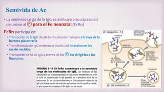 Semivida de Ac
• La semivida larga de la IgG se atribuye a su capacidad
de unirse al ⓡ para el Fe neonatal (FcRn)
FcRn participa en:
• Transporte de la IgG desde la circulación materna a través de la
barrera placentaria
• Transferencia de IgG materna a través del intestino en los
recién nacidos.
• Transporte de M de IgG a través de las ⓒ sin dirigirlas a los
lisosomas.
 