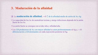 3. Maduración de la afinidad
 La maduración de afinidad, ---O ↑ de la afinidad media de unión de Ac-Ag
• La capacidad de los Ac de neutralizar toxinas y morgs infecciosos depende de la unión
fuerte de los Ac.
• La unión fuerte se consigue con avidez alta y afinidad alta.
• Los LB productores de Ac con mayor afinidad se unen preferentemente al Ag y, ---O
diferenciación a LB dominantes en cada exposición posterior al Ag.
 
