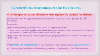 Características relacionadas con las fxs efectoras
Los isotipos de Ac que difieren en estas regiones Fc realizan fxs distintas.
Fxs efectoras de las Ac (Ig) están mediadas por unión de Fc (C) de las M de c.pesada a ⓒ y Ⓟ
plasmáticas
Por ejemplo:
 IgG cubre los morgs y los dirige hacia los NT y MQ para fagocitarlos.
Debido a que Ag que forma complejo con la M de IgG es capaz de unirse, a través de su región Fc, a ⓡ para Fc
específicos de la c. pesada g (FcR) que se expresan en los NT y MQ.
 IgE se une a los mastocitos---O su desgranulación, porque los mastocitos expresan FcR específicos
para la IgE.
El sistema del complemento es otro mecanismo efector de la i.humoral dependiente del Fc
• El sistema genera mediadores inflamatorios y promueve la fagocitosis y la lisis de los microbios.
 