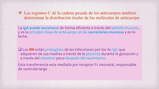  Las regiones C de la cadena pesada de los anticuerpos también
determinan la distribución tisular de las moléculas de anticuerpo
La IgA puede secretarse de forma eficiente a través del epitelio mucoso,
y es la principal clase de anticuerpo en las secreciones mucosas y en la
leche.
 Los RN están protegidos de las infecciones por los Ac IgG que
adquieren de sus madres a través de la placenta durante la gestación y
a través del intestino poco después del nacimiento.
Esta transferencia esta mediada por receptor Fc neonatal, responsable
de semivida larga
 