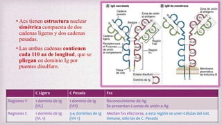 • Acs tienen estructura nuclear
simétrica compuesta de dos
cadenas ligeras y dos cadenas
pesadas.
• Las ambas cadenas contienen
cada 110 aa de longitud, que se
pliegan en dominio Ig por
puentes disulfuro.
C Ligera C Pesada Fxs
Regiones V 1 dominio de Ig
(VL)
1 dominio de Ig
(VH)
Reconocimiento de Ag
Se presentan 2 zonas de unión a Ag
Regiones C 1 dominio de Ig
(VL 1)
3-4 dominios de Ig
(VH 1)
Median fxs efectoras, a esta región se unen Células del sist.
Inmune, sólo las de C. Pesada
 