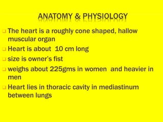 ❑ The heart is a roughly cone shaped, hallow
muscular organ
❑ Heart is about 10 cm long
❑ size is owner’s fist
❑ weighs about 225gms in women and heavier in
men
❑ Heart lies in thoracic cavity in mediastinum
between lungs
 