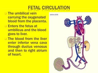 ❑ The umbilical vein
carrying the oxygenated
blood from the placenta.
❑ Enters the fetus at
umbilicus and the blood
goes to liver.
❑ The blood from the liver
enter inferior vena cava
through ductus venosus
and then to right atrium
of heart.
 